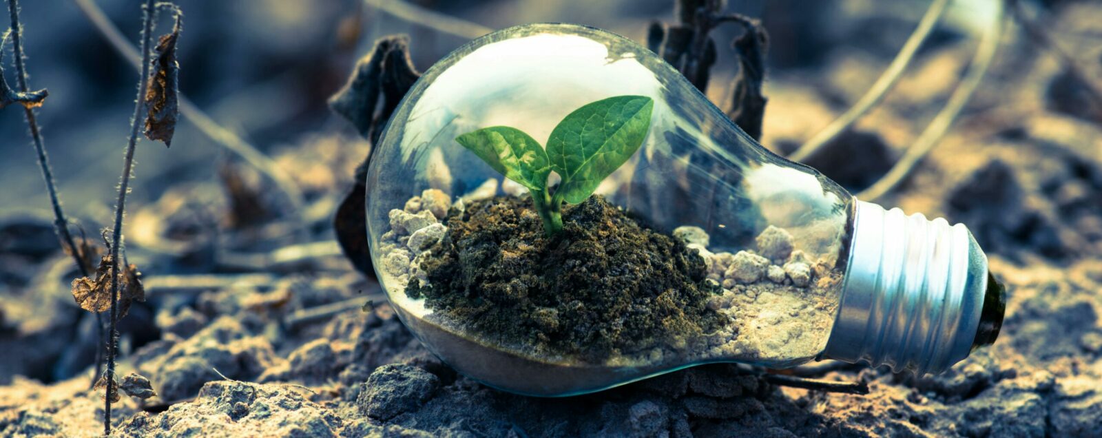 A small plant sprouts in soil inside a light bulb, symbolizing eco-friendly and sustainable growth.